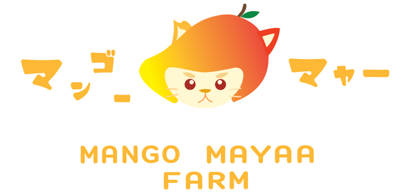 MANGO MAYAA
